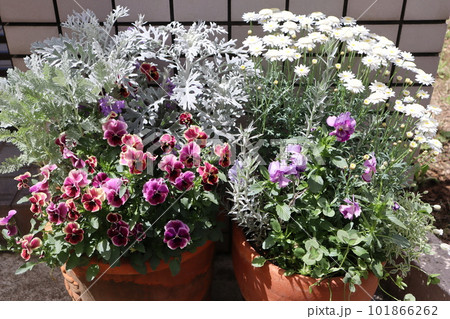 玄関回りの花寄せ植え 101866262