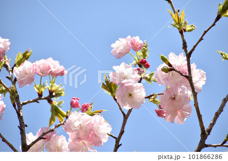晴れやかな青空を背景に咲く八重桜 晴れやかな青空を背景に咲く八重桜 101866286