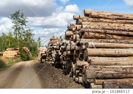 Big pile of wooden timber pine logs stacked near dirt road countryside against blue sky and forest. Sawmill woods cutting industry. Illegal deforestation. Firewood logging for winter heating 101866517