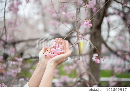 隅田公園の桜と女性 101866917