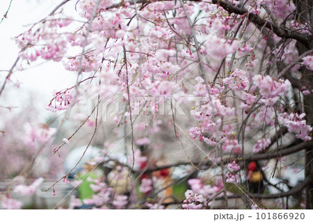 隅田公園の桜 101866920