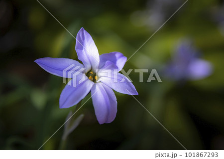 春をつげるハナニラの花 春をつげるハナニラの花 101867293