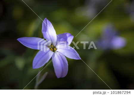 春をつげるハナニラの花 春をつげるハナニラの花 101867294