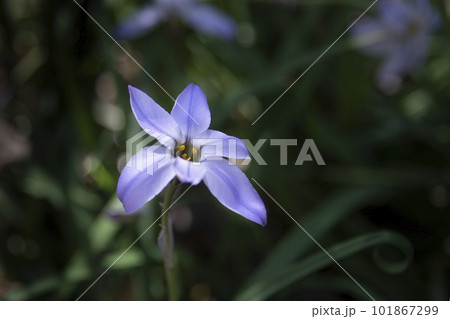 春をつげるハナニラの花 春をつげるハナニラの花 101867299