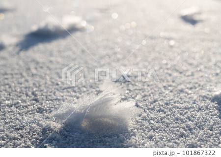 フロストフラワー(霜の花)咲く厳冬の阿寒湖 101867322