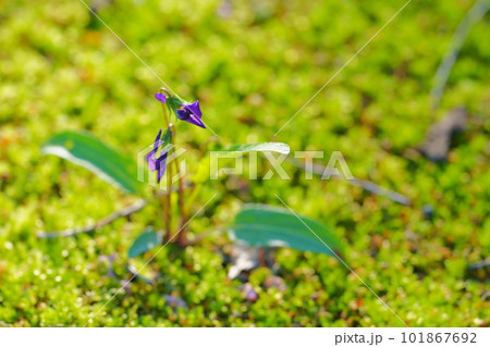 緑の苔の中に咲いたスミレの花 緑の苔の中に咲いたスミレの花 101867692