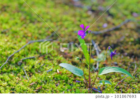 緑の苔の中に咲いたスミレの花 緑の苔の中に咲いたスミレの花 101867693