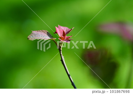 アカメガシワの赤い新芽 101867698