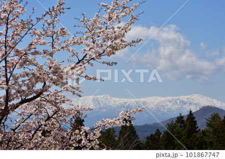 裏磐梯の桜峠 裏磐梯の桜峠 101867747