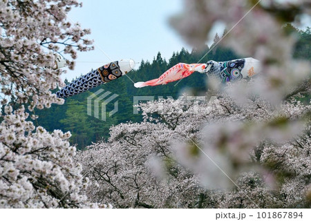 福島の夏井千本桜 福島の夏井千本桜 101867894