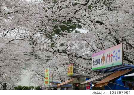 桜祭り 101867904