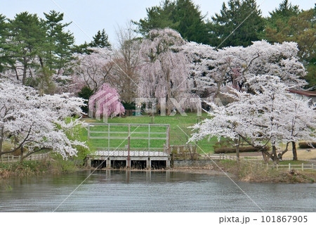 五所川原の芦野公園 五所川原の芦野公園 101867905