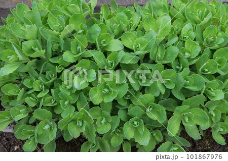 Sedum sieboldii. Succulent plant for landscape design in courtyard. Landscape design. 101867976