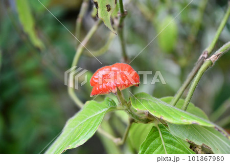 サイコトリア・ペピギアナ 101867980