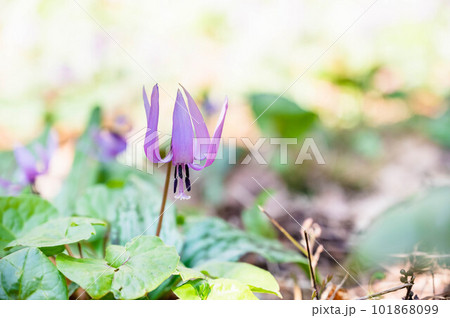 美しいカタクリの花 美しいカタクリの花 101868099