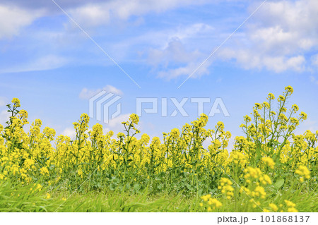 さわやかな菜の花畑 101868137