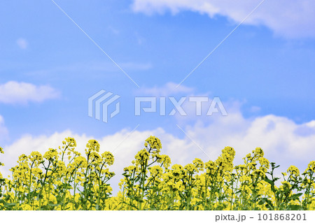 さわやかな菜の花畑 さわやかな菜の花畑 101868201