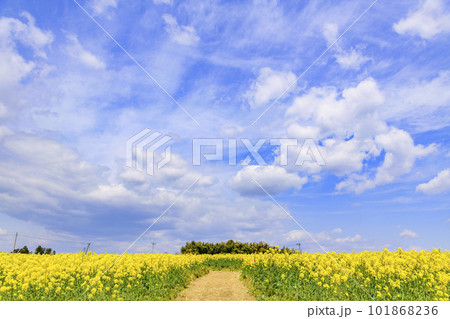 さわやかな菜の花畑 101868236