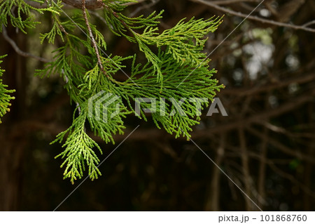クリプシー（ヒノキ科・ヒノキ属）の常緑高木 101868760