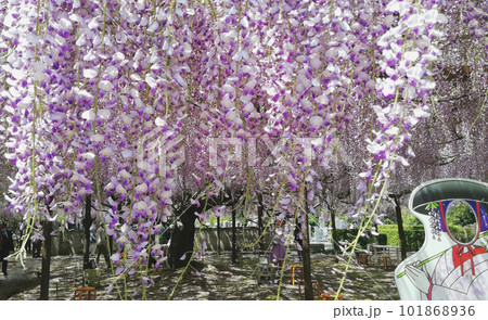 藤寺から満開の花便り 藤寺から満開の花便り 101868936