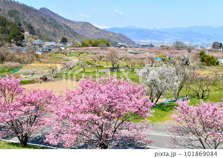 千曲市あんずの里の風景/篠ノ井方面を望む(長野県千曲市)【2023.4】 千曲市あんずの里の風景/篠ノ井方面を望む(長野県千曲市)【2023.4】 101869084