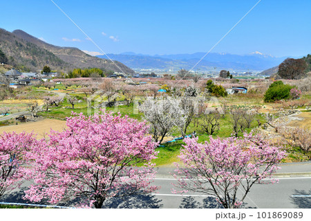 千曲市あんずの里の風景/篠ノ井方面を望む(長野県千曲市)【2023.4】 千曲市あんずの里の風景/篠ノ井方面を望む(長野県千曲市)【2023.4】 101869089
