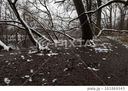 Winter rainy forest atmosphere Winter rainy forest atmosphere 101869343