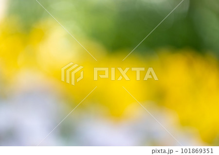 黄色基調の春の花イメージボケ写真 黄色基調の春の花イメージボケ写真 101869351