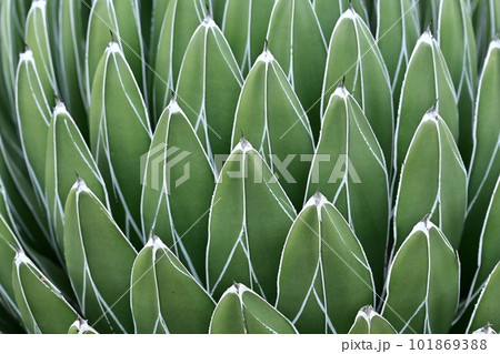 サボテン・笹の雪(キジカクシ科) サボテン・笹の雪(キジカクシ科) 101869388