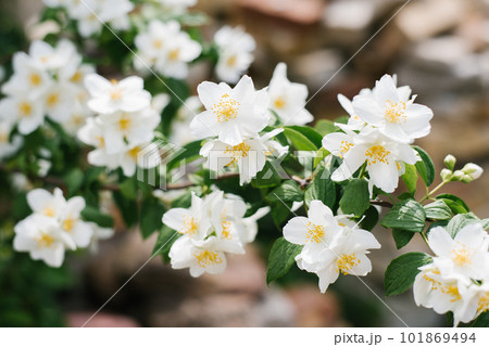 White fragrant Philadelphia flowers in the garden in summer 101869494