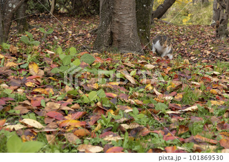 秋の林を忍び足で歩く猫と落ち葉風景 101869530