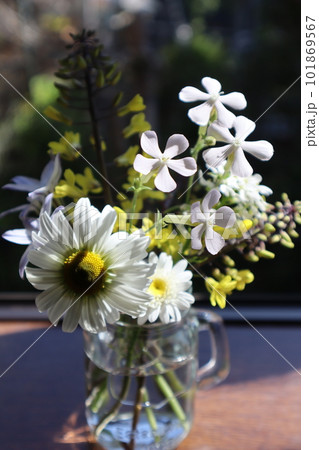 マーガレットと菜の花を飾る 101869567