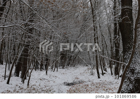 Dark winter forest atmosphere, winter nature Dark winter forest atmosphere, winter nature 101869586