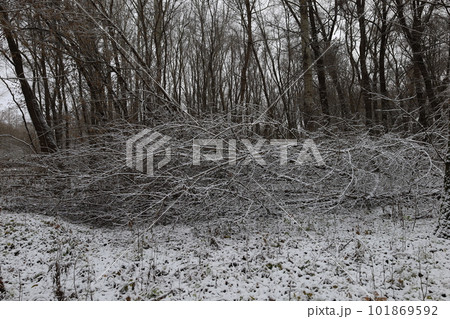 Dark winter forest atmosphere, winter nature Dark winter forest atmosphere, winter nature 101869592