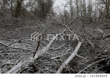 Dark winter forest atmosphere, winter nature Dark winter forest atmosphere, winter nature 101869609
