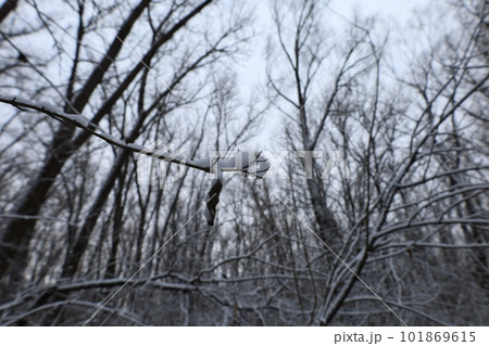 Dark winter forest atmosphere, winter nature Dark winter forest atmosphere, winter nature 101869615