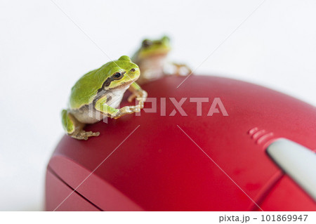 Close-up of the green frog sitting on the red mouse 101869947