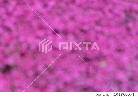 春の花のボケ背景イメージ写真 101869971