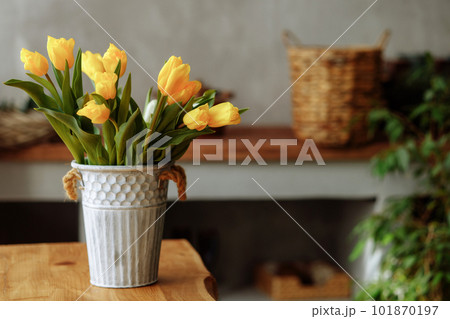 An indoor shot of a bouquet of yellow tulips 101870197