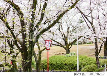 誰も居ない桜並木の散歩道 誰も居ない桜並木の散歩道 101870267