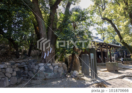 大阪・天王寺／安居神社（2023年4月1日撮影） 101870666