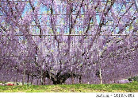 あしかがフラワーパーク 大藤 あしかがフラワーパーク 大藤 101870803