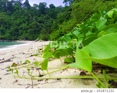 Ipomoea pes-caprae, also known as bayhops, bay-hops, beach morning glory or goat's foot. Ipomoea pes-caprae, also known as bayhops, bay-hops, beach morning glory or goat's foot. 101871132