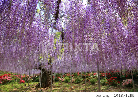 あしかがフラワーパーク　むらさき藤棚 101871299