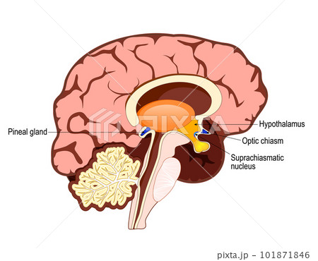 brain and regulation of circadian rhythmsのイラスト素材 brain and regulation of circadian rhythmsのイラスト素材