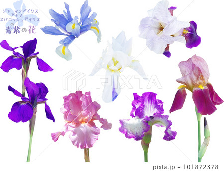 切り抜き素材セットー春の青紫の花 101872378