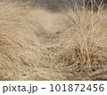 枯れ草の小道 101872456