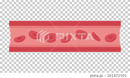 赤血球が流れる血管のイラスト 101872501