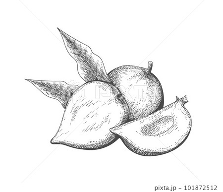 Eggfruit retro engraving Eggfruit retro engraving 101872512