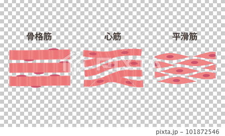 肌肉類型圖解_骨骼肌_心肌_平滑肌 101872546
